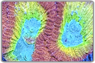 Rainbow Favia Brain